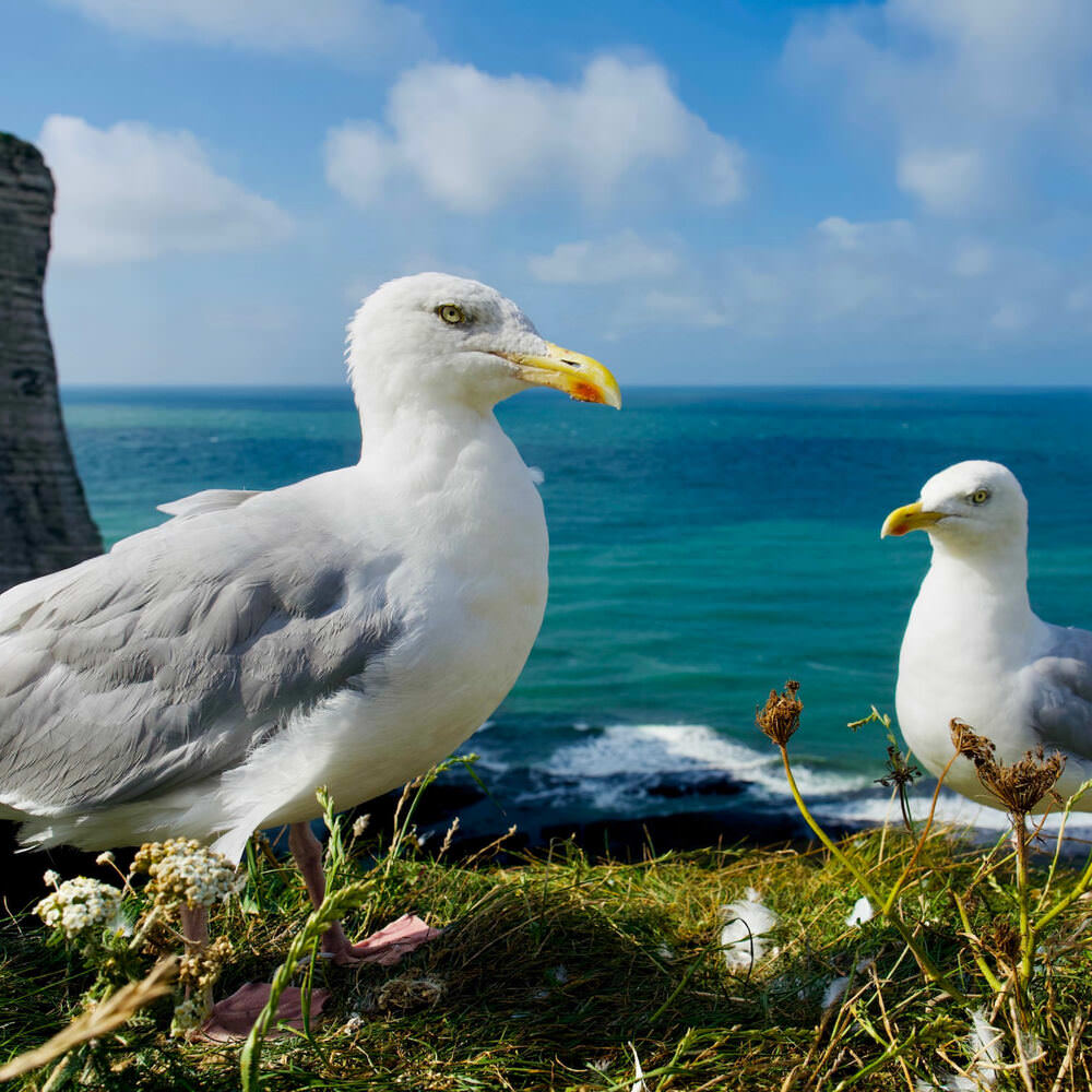 ESPOIR D'UNION LIBRE